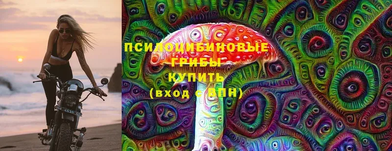 как найти   Боготол  Галлюциногенные грибы Psilocybe 